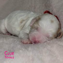 Clue - Red female Australian Labradoodle puppy in Beecher, Illinois from Erica’s Doodles