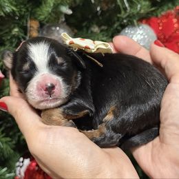 Zoro - male brown collar - Tri-color male Bernedoodle puppy in Yuciapa, California from AlltheDoodlez_