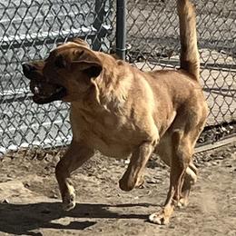 Labrador Retriever puppies from Wind River Labrador’s