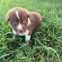 Red tri female 2 - Red tri-color female Australian Shepherd puppy in Hubbard, Texas from Poston Paddock Aussies LLC