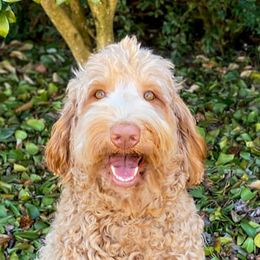 Zinnie - Australian Labradoodle