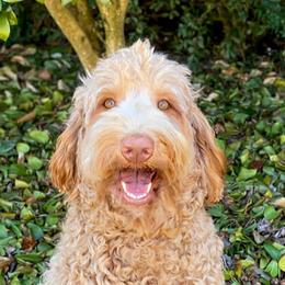 Zinnie - Australian Labradoodle