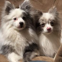 Princess - Blue merle female Pomeranian puppy in Hughes Springs, Texas from Hughes Springs Tx Poms