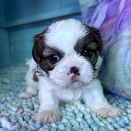 Crystal - Brindle and white female Shih Tzu puppy in Bradley, South Carolina from Katie’s Kennel