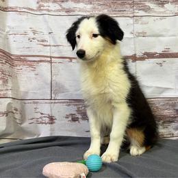 Fran - Black tri female Miniature American Shepherd puppy in Clinton, Missouri from Mockingbirds American Minis