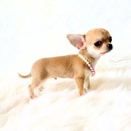 Timmy - Fawn and white male Chihuahua puppy in Sacramento, California from Honey Bee Chihuahua’s
