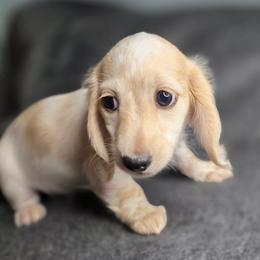 Marshmallow - Piebald female Dachshund puppy in Tucson, Arizona from Crowned Doxies