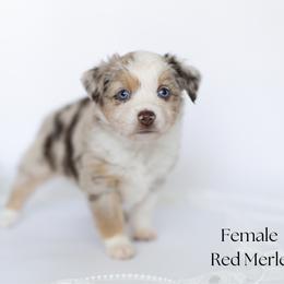 Pearl - Red merle female Miniature Australian Shepherd puppy in Wooster, Ohio from Kari's Mini Aussies