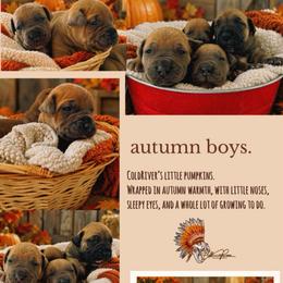4th Pick - Fawn male Boerboel puppy in Pennsylvania from Cold River Boerboels