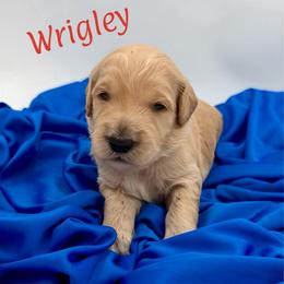 Wrigley - Apricot male Goldendoodle puppy in Willacoochee, Georgia from Kitandkboodle's Doodles