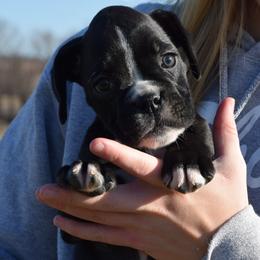 Boxer puppies from Keims Royal Boxers