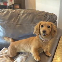 Dachshund Puppies from Bootheel Doxies