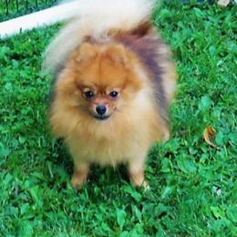 Twister - Pomeranian