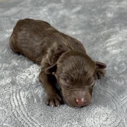 RPM10 - Red phantom male Aussiedoodle puppy in Prague, Oklahoma from Classic K9’s  Aussies & Doodles