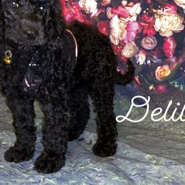 Goldendoodle Puppies from Zeusthemoosedoodles