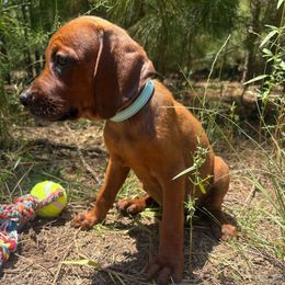 Phoenix - Red female Redbone Coonhound puppy in Mount Pleasant, Texas from Harmons Hounds