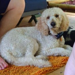 Goldendoodles from Anita's Goldendoodles