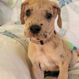 Boy3 - Merle male Great Dane puppy in Turon, Kansas from Chari's Great Danes
