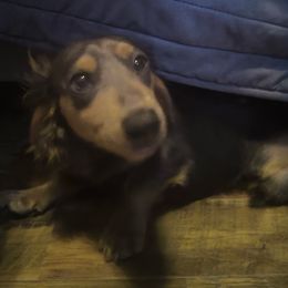 Blu - Dachshund