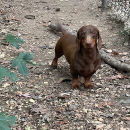 Beau - Chocolate and tan male Dachshund puppy in Hensley, Arkansas from The Dachshund Barn