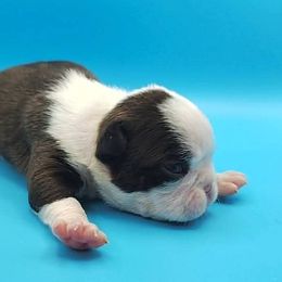 Pecan - Seal brindle and white female Boston Terrier puppy in Youngstown, Pennsylvania from Kingston Boston Terriers