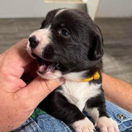 Yellow collar - Black and white female Cardigan Welsh Corgi puppy in Omaha, Arkansas from DnD Corgis