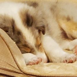 Collies from Serenity Collies