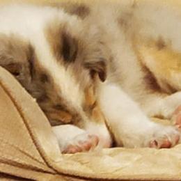 Collies from Serenity Collies