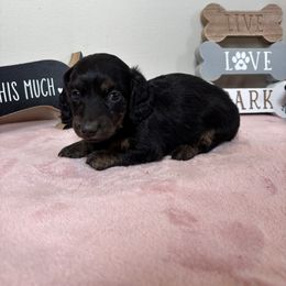 Molly - Black and tan female Dachshund puppy in Mountain Grove, Missouri from Happy Hounds and More🐾