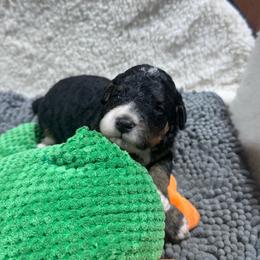 Orange - Tri-color male Bernedoodle puppy in Carmichaels, Pennsylvania from JensenBelle Doodles