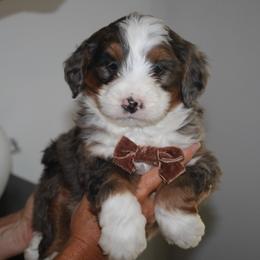 Chase AVAILABLE - Blue merle male Bernedoodle puppy in Apple Creek, Ohio from Kathryn Troyer