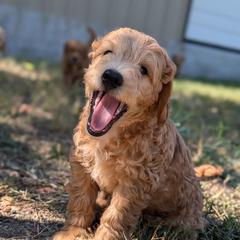 Double Doodle and Goldendoodle Puppies from Big Red Paw Doodles