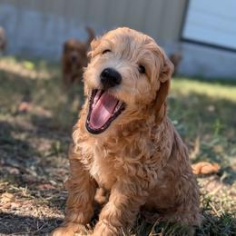 Double Doodle and Goldendoodle Puppies from Big Red Paw Doodles