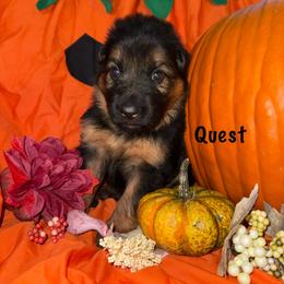 Quest Black Collar - Black and red female German Shepherd puppy in Hillsboro, Indiana from Salty Raccoon Ranch German Shepherds