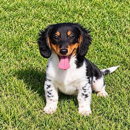 Oreo - Piebald male Dachshund puppy in Hawley, Texas from Foxy’s Dachshunds & Toy Aussies