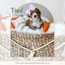Pearl - Red  female Goldendoodle puppy in Bell Buckle, Tennessee from Precious Puptown Doodles