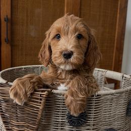 Wilder - Apricot male Goldendoodle puppy in Gilbert, Arizona from Doodle Bliss