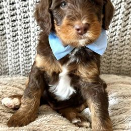 Bernedoodles and Goldendoodles from AzDoodle Dandies