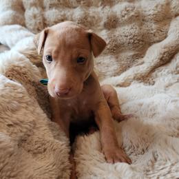 Zeus - Chestnut male Pharaoh Hound puppy in Snohomish, Washington from ACE Pharaoh Hounds