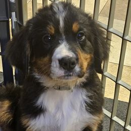 Grey boy - Black rust and white Bernese Mountain Dog puppy in Lecanto, Florida from DBDR Berners and Saints
