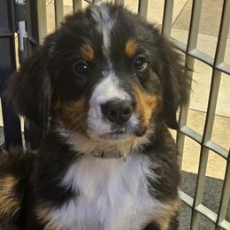 Grey boy - Black rust and white Bernese Mountain Dog puppy in Lecanto, Florida from DBDR Berners and Saints