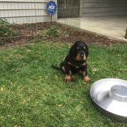 "Dinnertime" Gordon Setter Puppies from Bit O’ Gold Gordon Setters