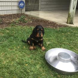 "Dinnertime" Gordon Setter Puppies from Bit O’ Gold Gordon Setters