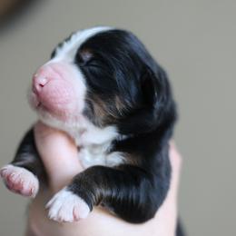 Asher - Tri-color male Bernese Mountain Dog puppy in Williamston, Sc, South Carolina from Dutton Dog Co & Dalla Grazia Doberman