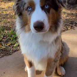 Australian Shepherds, Black and Tan Coonhounds, English Springer Spaniels, and Poodles from Aspenleiter’s Ranch Hands