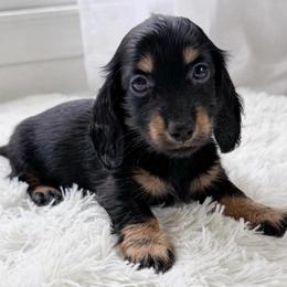 Candy European Lines - Black and tan female Dachshund puppy in Richmond, Virginia from Irresistible Dachshunds & Cavaliers