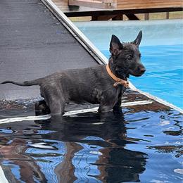 White - Gold brindle male Dutch Shepherd puppy in Wheatland, Wyoming from Mill Iron Dutch Shepherds