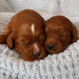 Cassian - Red male Cavapoo puppy in Knoxville, Tennessee from Duke’s Forever Doodles
