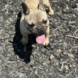 French Bulldog Puppies from Tribe of Judah Kennel
