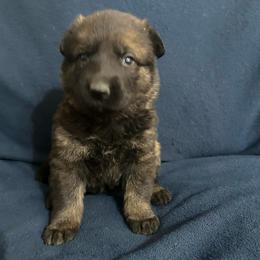 Jill - Sable female German Shepherd puppy in Milan, Illinois from Stonewick German Shepherds